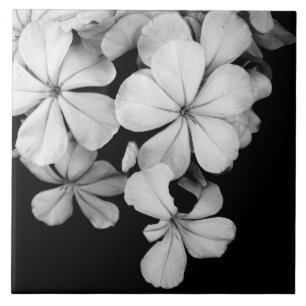 Schwarz-Weiß-Blumenfotografie Fliese