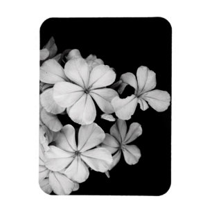 Schwarz-Weiß-Blumenfotografie Magnet