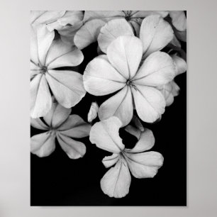 Schwarz-Weiß-Blumenfotografie Poster