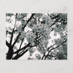 Schwarz-Weiß-Blüten Postkarte