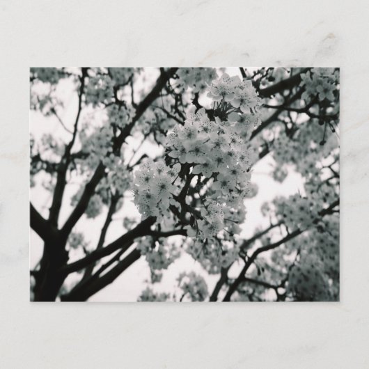 Schwarz-Weiß-Blüten Postkarte (Vorderseite)