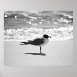 Schwarz-Weiß-Bonaparte's Gull am Strand 16x20 Poster