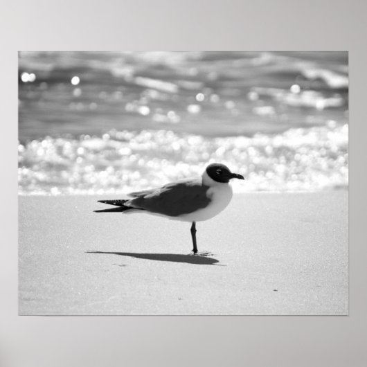 Schwarz-Weiß-Bonaparte's Gull am Strand 16x20 Poster (Vorne)