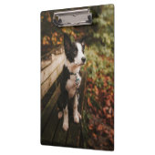 Schwarz-Weiß-Border-Collie auf der Monte Tamaro Klemmbrett (Links)