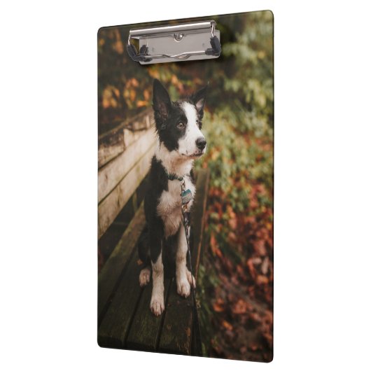 Schwarz-Weiß-Border-Collie auf der Monte Tamaro Klemmbrett (Links)