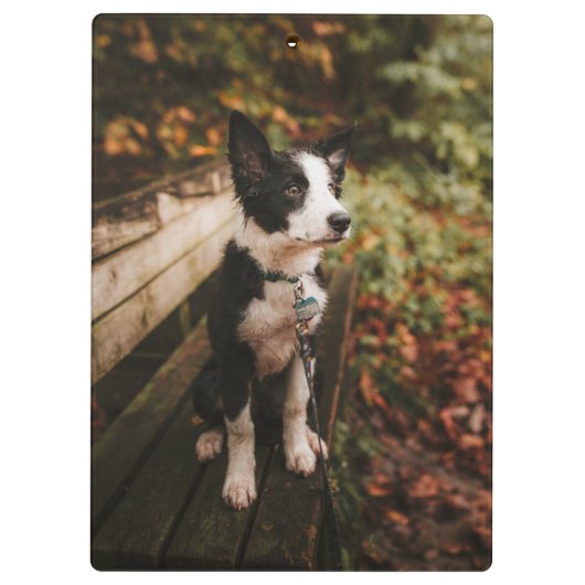 Schwarz-Weiß-Border-Collie auf der Monte Tamaro Klemmbrett (Rückseite)