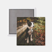 Schwarz-Weiß-Border-Collie auf der Monte Tamaro Magnet (Vorderseite/Rückseite)