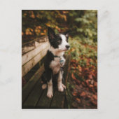 Schwarz-Weiß-Border-Collie auf der Monte Tamaro Postkarte (Vorderseite)