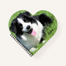 Schwarz-Weiß-Border-Collie