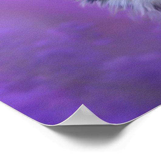 Schwarz-Weiß-Border-Collie Poster (Ecke)