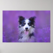 Schwarz-Weiß-Border-Collie Poster (Vorne)