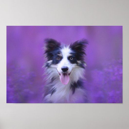 Schwarz-Weiß-Border-Collie Poster (Vorne)