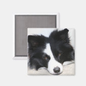 Schwarz-Weiß-Border-Collie Puppy-Hundemagnet Magnet (Vorderseite/Rückseite)