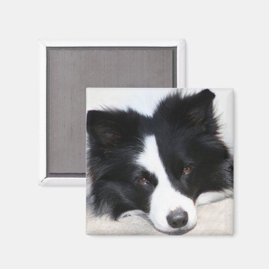 Schwarz-Weiß-Border-Collie Puppy-Hundemagnet Magnet (Vorderseite/Rückseite)