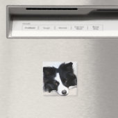 Schwarz-Weiß-Border-Collie Puppy-Hundemagnet Magnet (In Situ (Geschirrspüler))