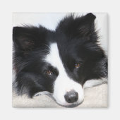 Schwarz-Weiß-Border-Collie Puppy-Hundemagnet Magnet (Vorne)