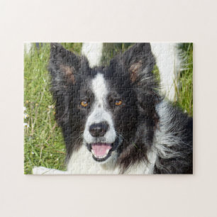 Schwarz-Weiß-Border-Collie Puzzle