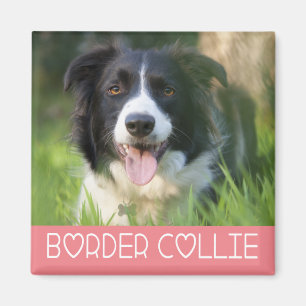 Schwarz-Weiß Border Collie Welpenhund Rosa Magnet