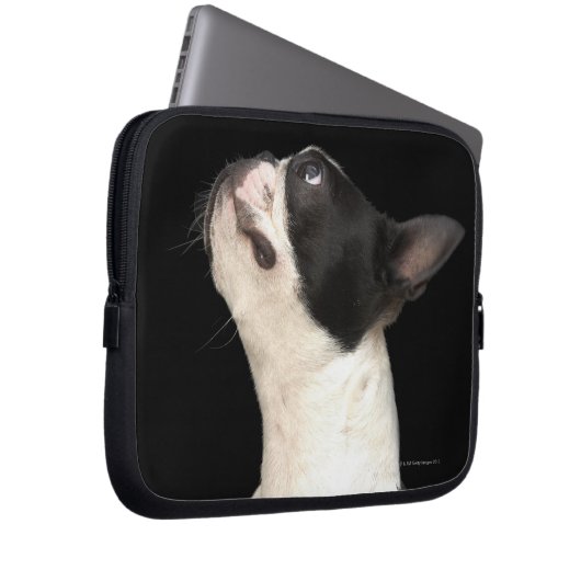 Schwarz-Weiß Boston Terrier blickt nach oben Laptopschutzhülle (Vorne Rechts)