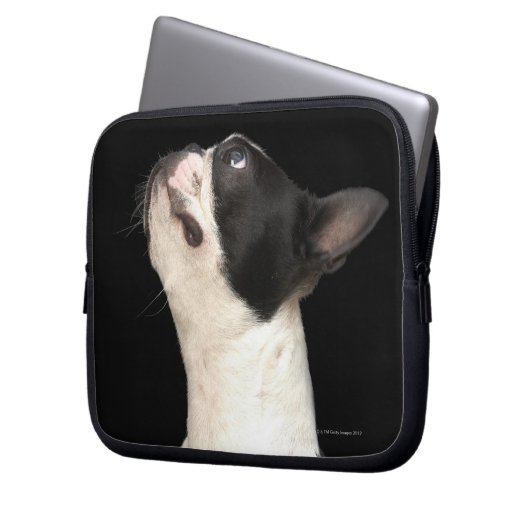 Schwarz-Weiß Boston Terrier blickt nach oben Laptopschutzhülle (Vorderseite Links)