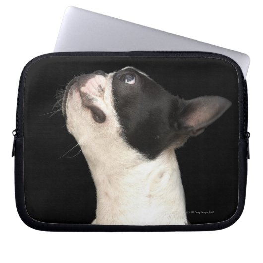 Schwarz-Weiß Boston Terrier blickt nach oben Laptopschutzhülle (Vorderseite)