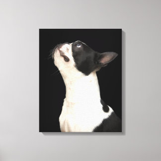 Schwarz-Weiß Boston Terrier blickt nach oben Leinwanddruck