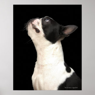 Schwarz-Weiß Boston Terrier blickt nach oben Poster