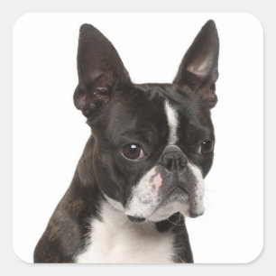 Schwarz-Weiß-Boston-Terrier-Welpe-Hund-Aufkleber Quadratischer Aufkleber