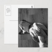Schwarz-Weiß-Boxer-Liebe Postkarte (Vorne/Hinten)