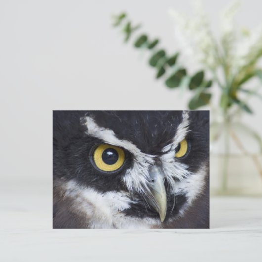 Schwarz-Weiß-Brille Postkarte (Stehend Vorderseite)