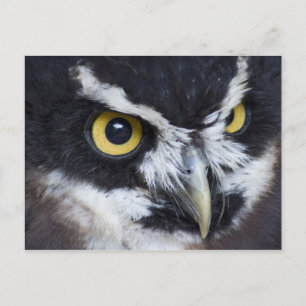 Schwarz-Weiß-Brille Postkarte