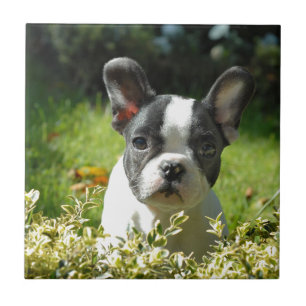 Schwarz-Weiß-Bull-Hunde-Welpe Fliese