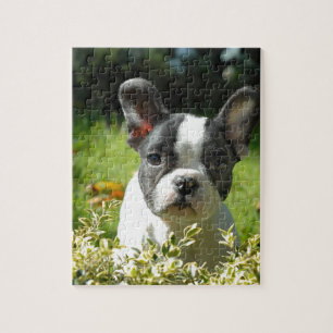Schwarz-Weiß-Bull-Hunde-Welpe Puzzle
