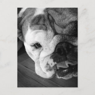 Schwarz-Weiß-Bulldog-Welpe Postkarte