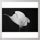 Schwarz-Weiß-Calla Lilly Poster (Vorne)