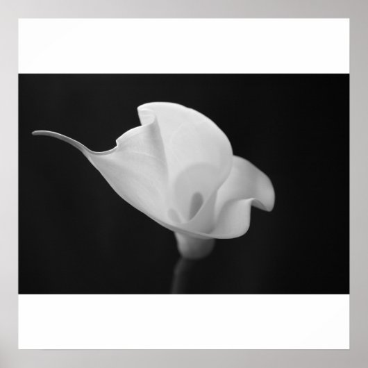 Schwarz-Weiß-Calla Lilly Poster (Vorne)