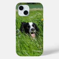 Schwarz-Weiß-Collie im Gras