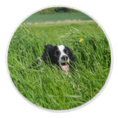 Schwarz-Weiß-Collie im Gras Keramikknauf (Vorderseite)