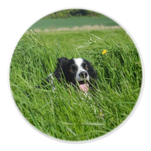 Schwarz-Weiß-Collie im Gras Keramikknauf (Vorderseite)