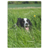 Schwarz-Weiß-Collie im Gras Klemmbrett (Rückseite)