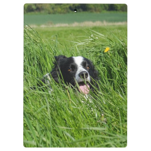 Schwarz-Weiß-Collie im Gras Klemmbrett (Rückseite)