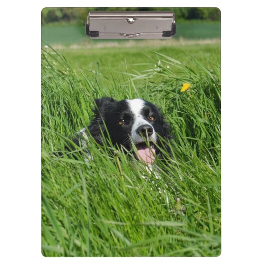 Schwarz-Weiß-Collie im Gras Klemmbrett (Vorderseite)