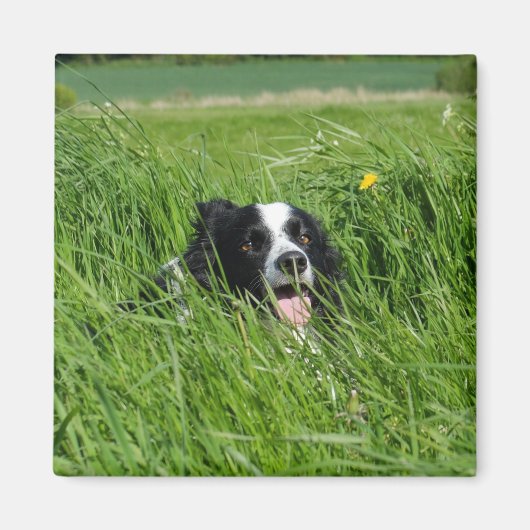 Schwarz-Weiß-Collie im Gras Magnet (Vorne)