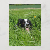 Schwarz-Weiß-Collie im Gras Postkarte (Vorderseite)