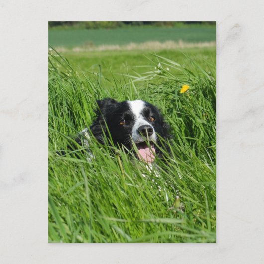 Schwarz-Weiß-Collie im Gras Postkarte (Vorderseite)