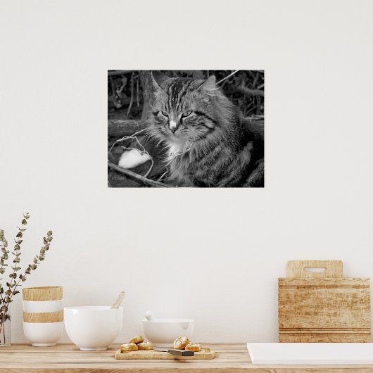 Schwarz-Weiß-Coon-Katze-Portrait-Poster Poster (Küche)