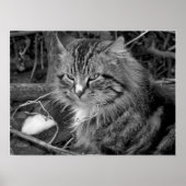 Schwarz-Weiß-Coon-Katze-Portrait-Poster Poster (Vorne)