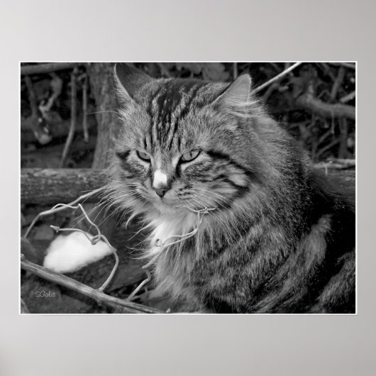 Schwarz-Weiß-Coon-Katze-Portrait-Poster Poster (Vorne)