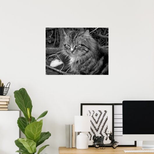 Schwarz-Weiß-Coon-Katze-Portrait-Poster Poster (Heimbüro)