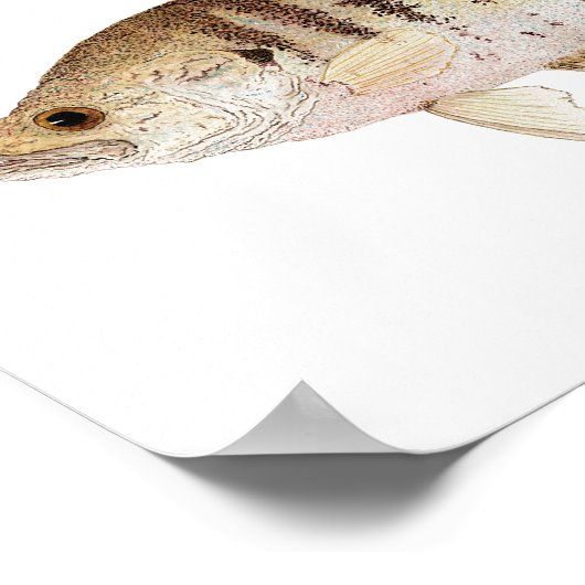 Schwarz-Weiß-Crappie Poster (Ecke)